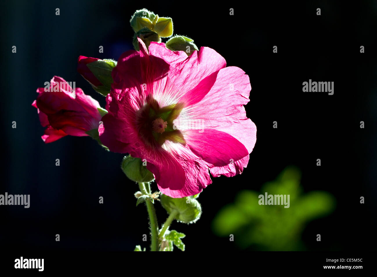 Plante à fleurs rose trémière. Banque D'Images