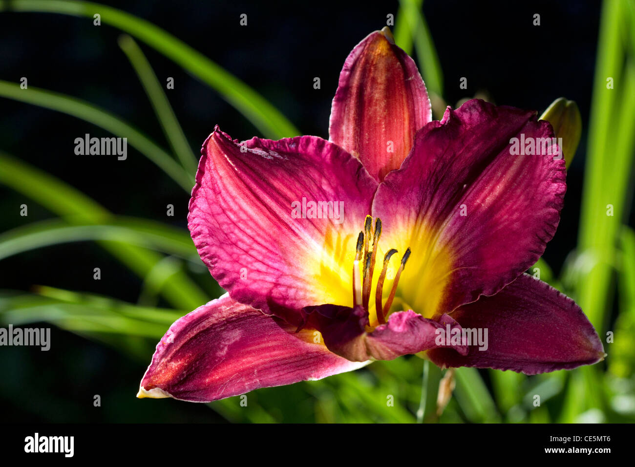 Jour lily in Bloom. Banque D'Images