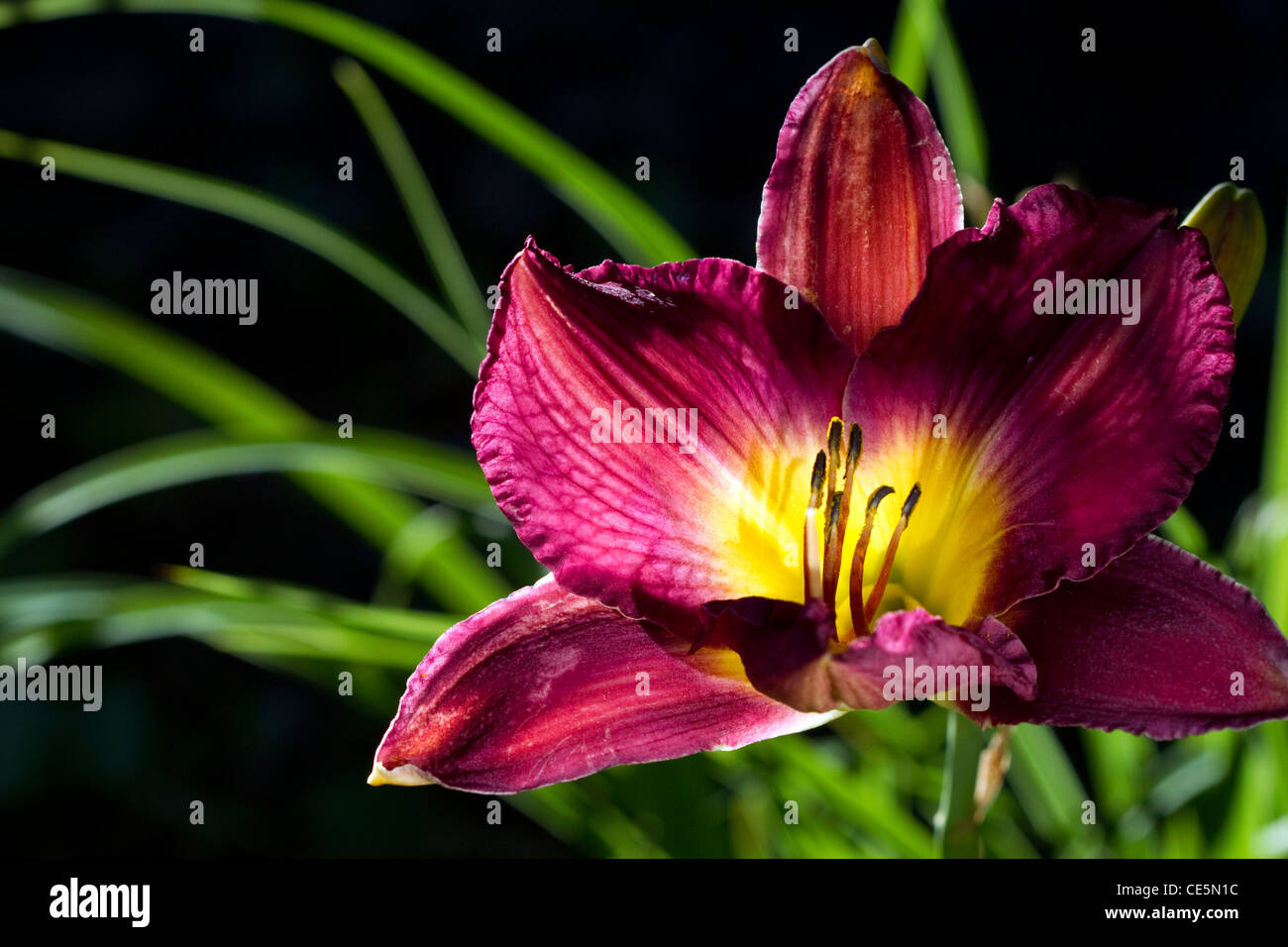 Jour lily in Bloom. Banque D'Images