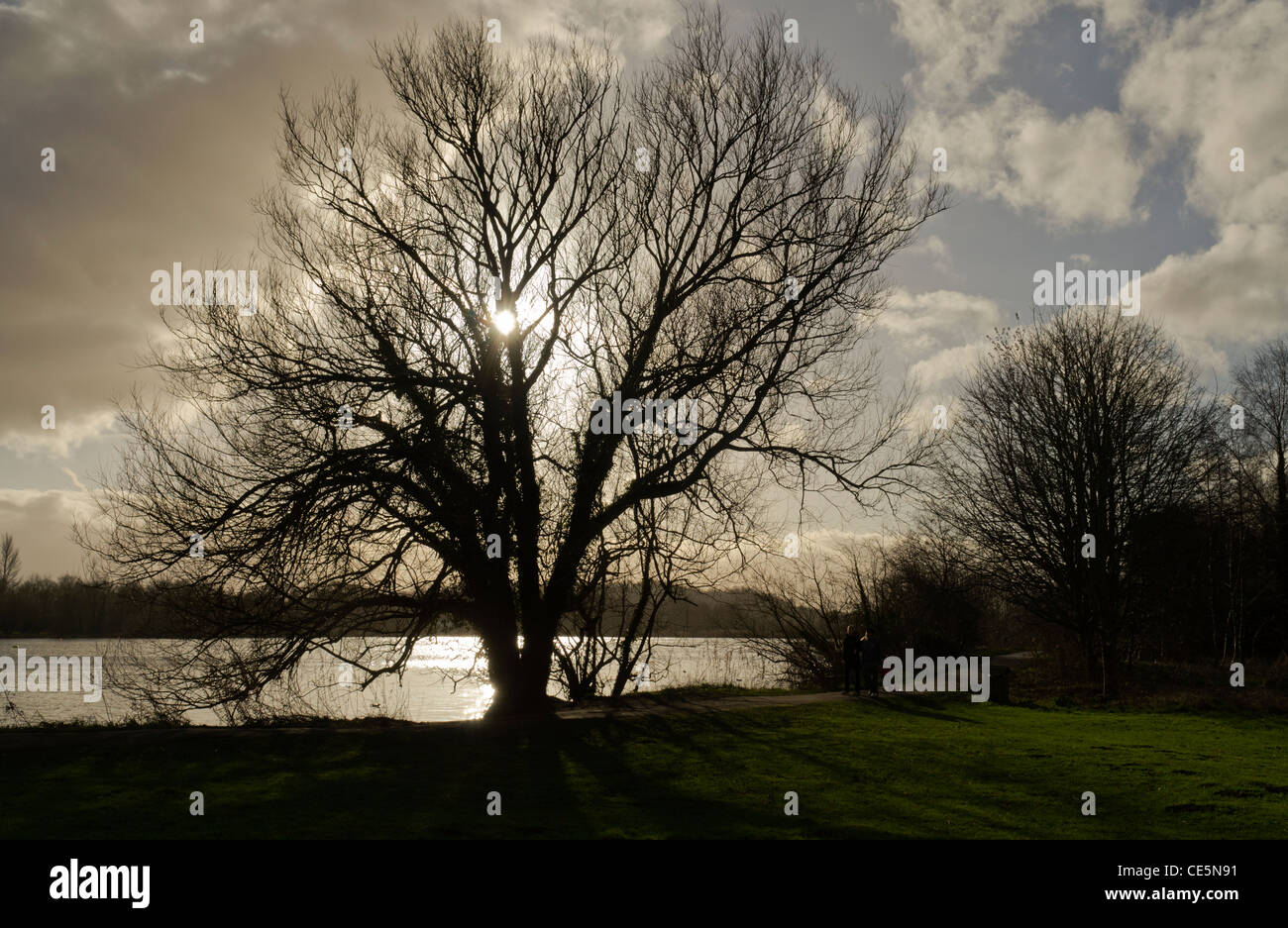 Silhouette d'un arbre au bord du lac d'hiver contre la lumière à enterrer une gravière Lac inondés à Rickmansworth Aquadrome Herts UK Banque D'Images