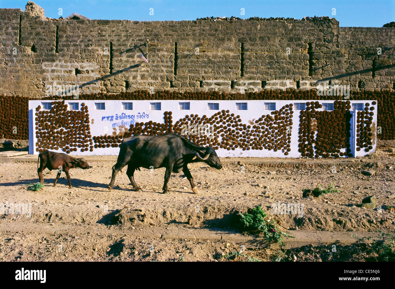 La bouse de vache des gâteaux sur mur blanc pour le séchage ; Morvi ; Gujarat Inde ; Banque D'Images