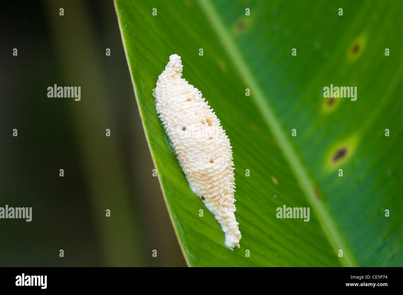Oeufs D Insectes Banque d'image et photos Alamy — free download
