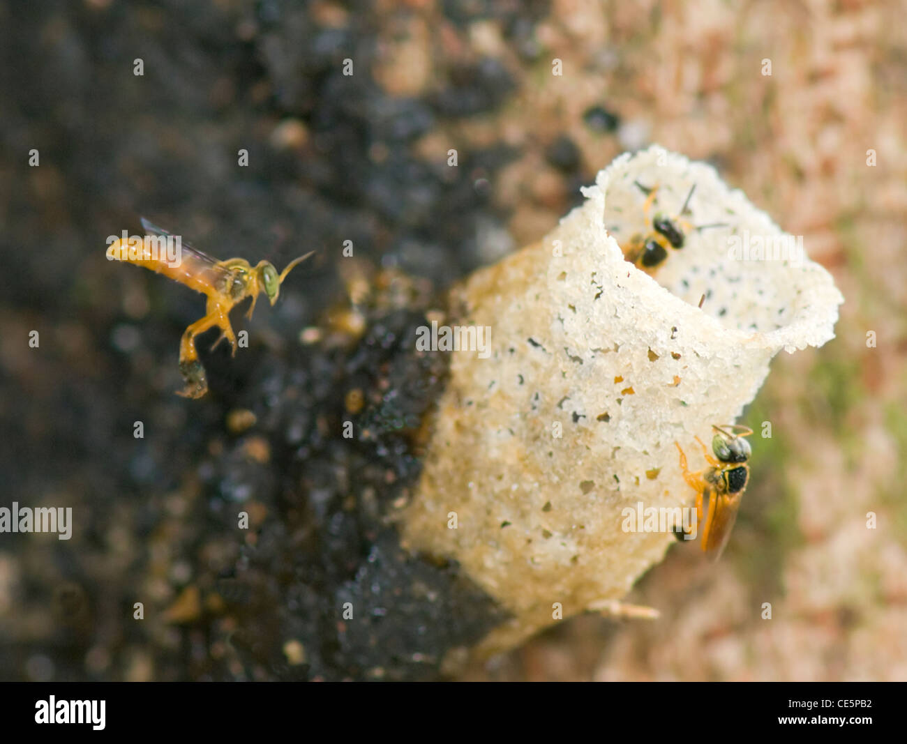 Les abeilles sans dard (Trigona fulviventris) à l'entrée du nid, Costa Rica Banque D'Images