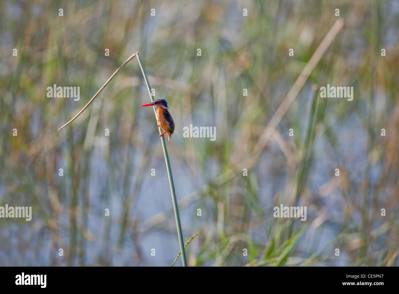 Martin-pêcheur huppé (Alcedo cristata). Perché sur une tige de roseau. Lac Ziway, Éthiopie. Une espèce trouvé largement dans une grande partie de l'Afrique. Banque D'Images