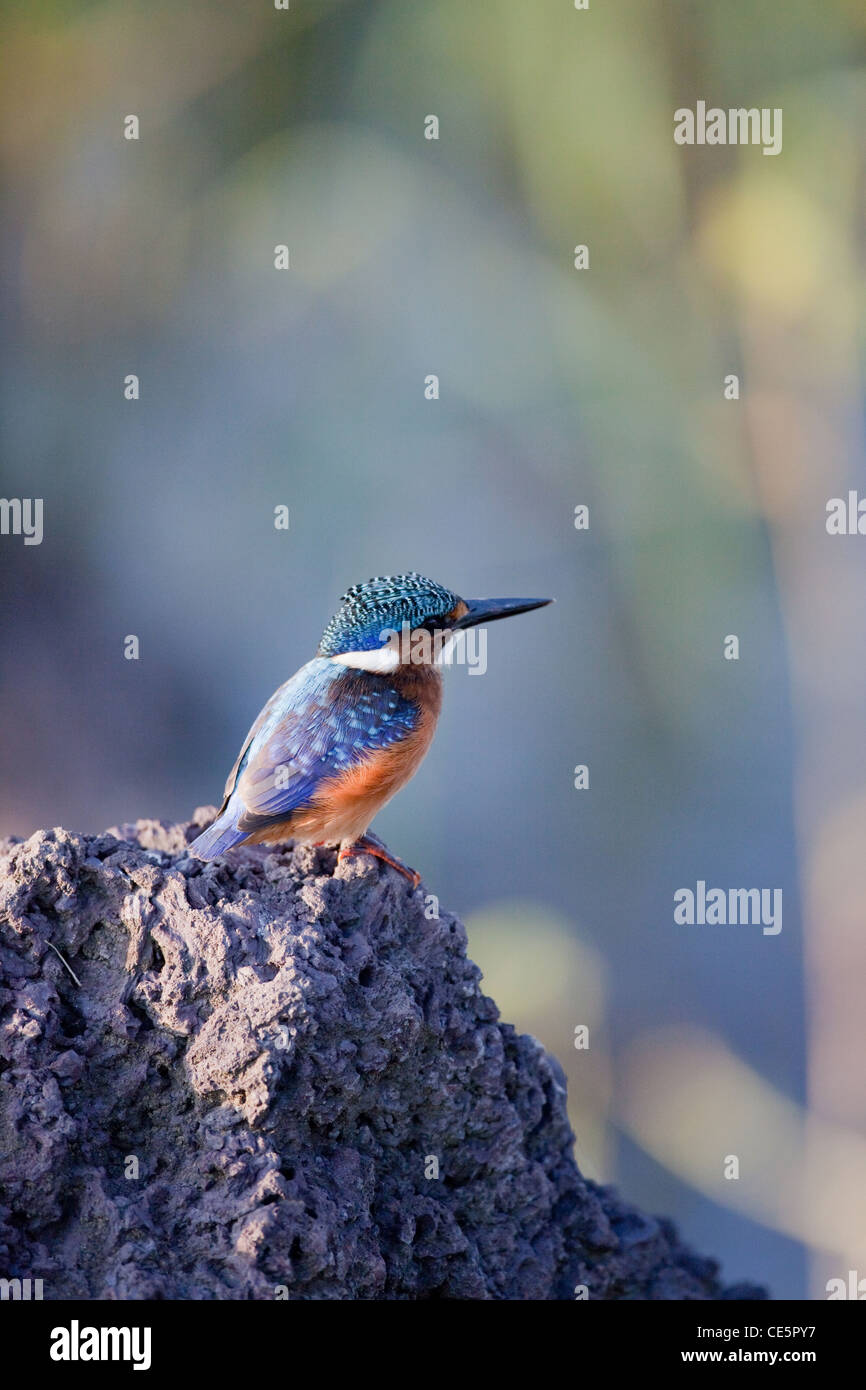 Martin-pêcheur huppé (Alcedo cristata). Perché sur une butte le long du lac Ziway, Éthiopie. Une espèce trouvé largement dans une grande partie de l'Afrique. Banque D'Images