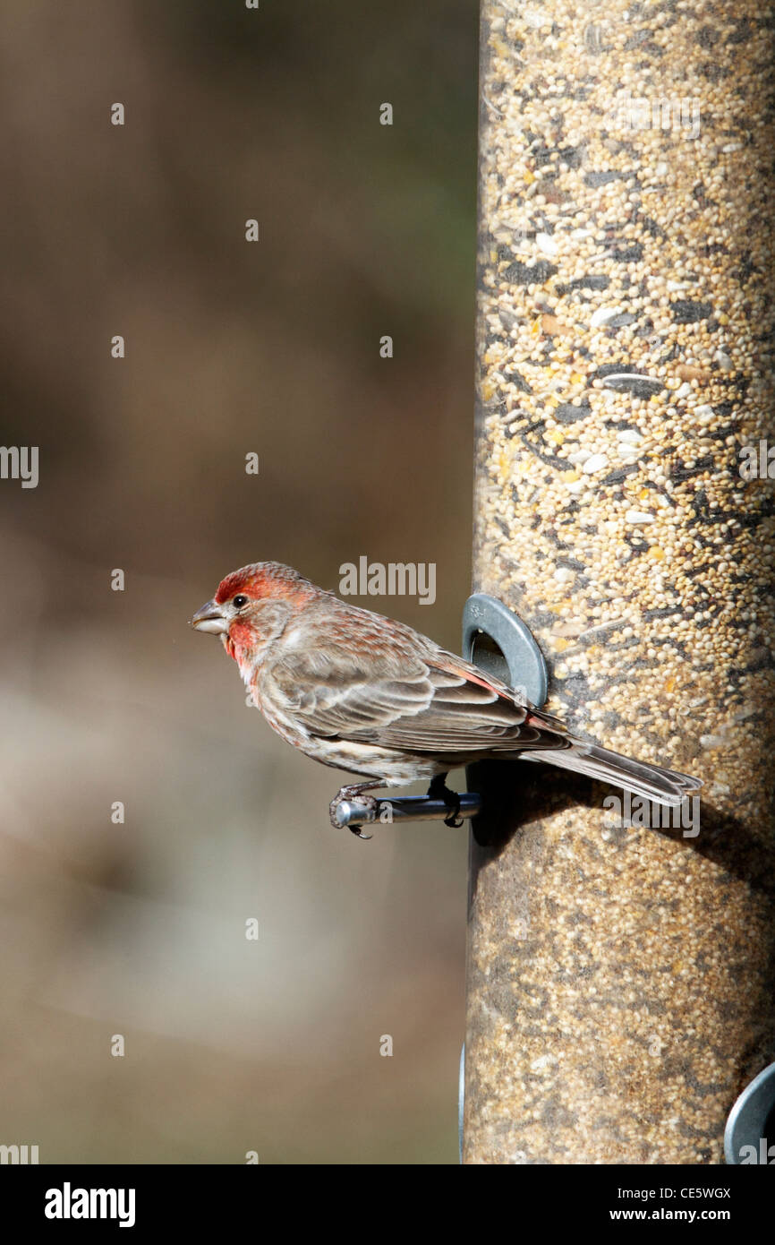 Un Finch de maison mâle, Carpodacus mexicanus, à un tube d'alimentation. Franklin Lakes, New Jersey, États-Unis Banque D'Images