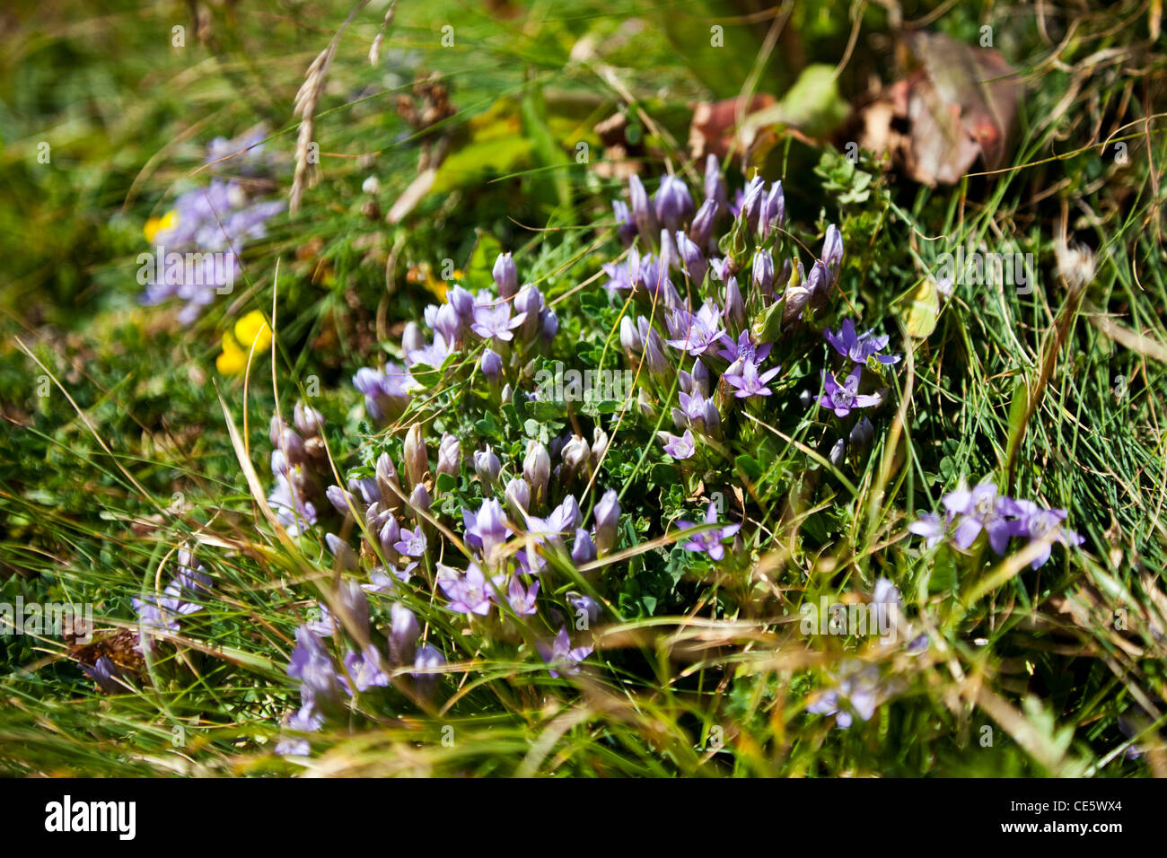 Fleurs sauvages dans les Alpes Dolomites Italie Europe Banque D'Images