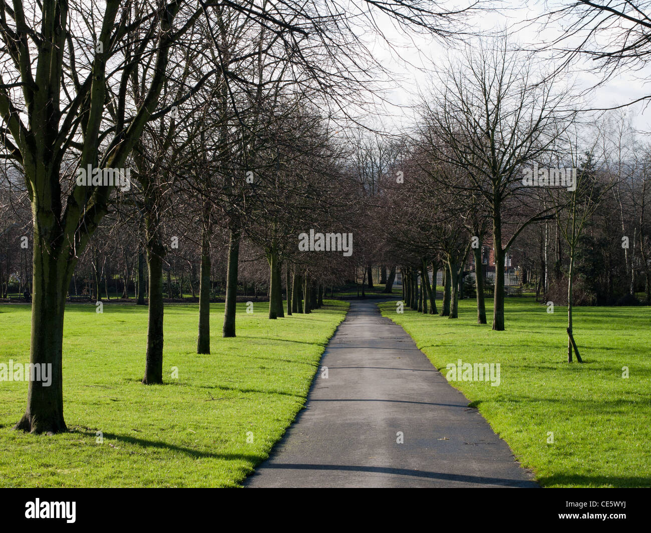 Avenue bordée d'hiver à Werneth Park, Oldham, Lancashire Banque D'Images