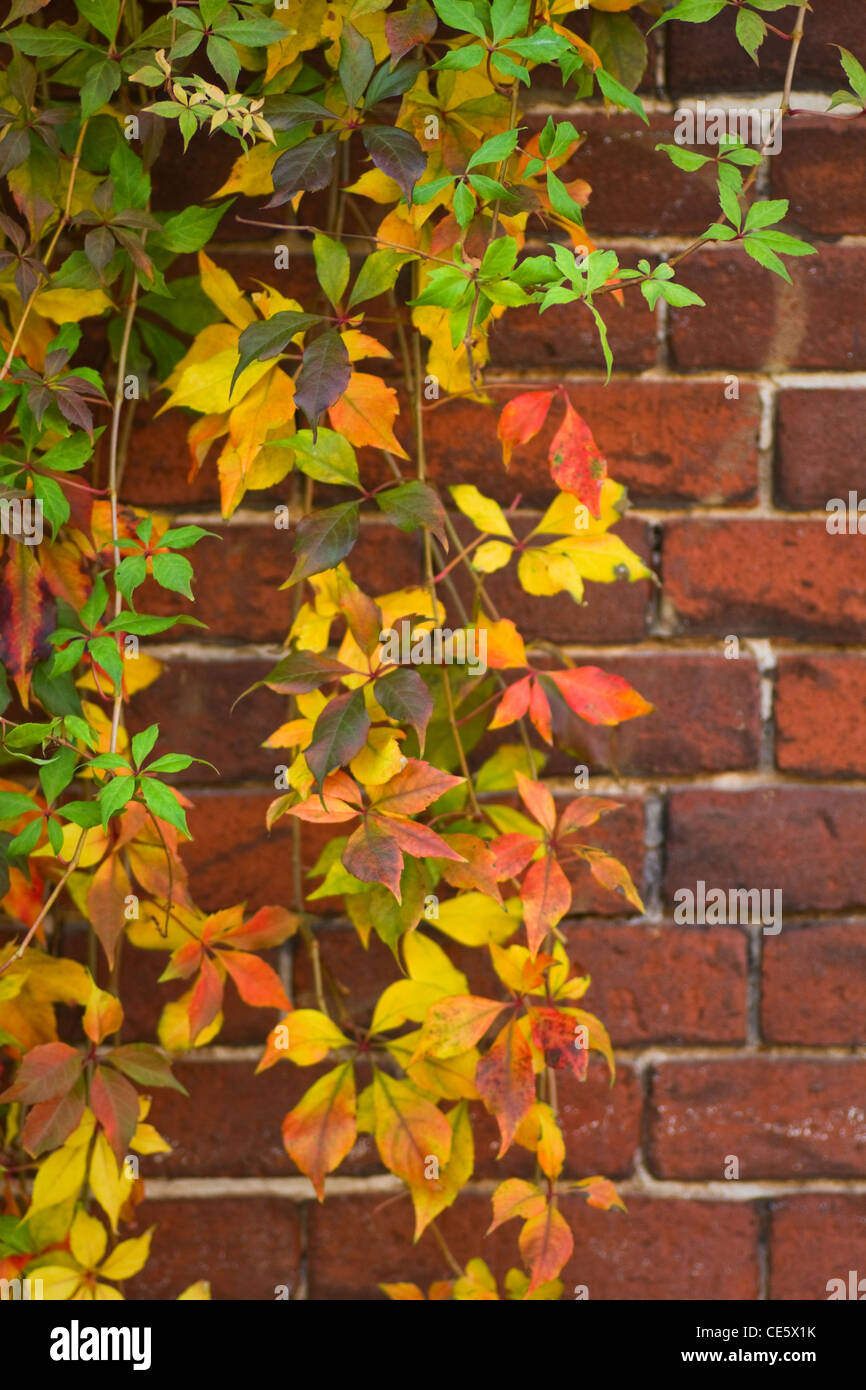 Brickwall et coloré à l'automne réducteur de Virginie Banque D'Images