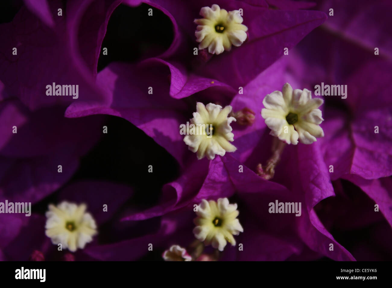 Bougainvillier fleur gros plan Banque D'Images