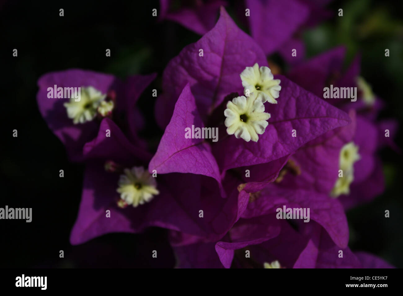 Bougainvillier fleur gros plan Banque D'Images