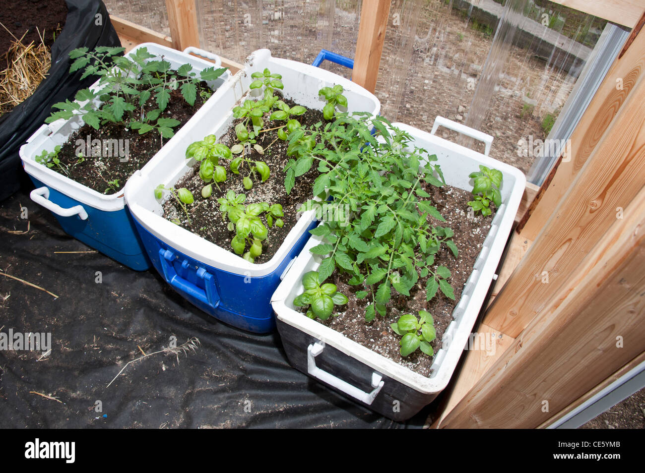 Jetée glacières sont utilisés comme des lits surélevés. Ce lit de jardin portable est utilisé dans Hamilton, Montana. Banque D'Images