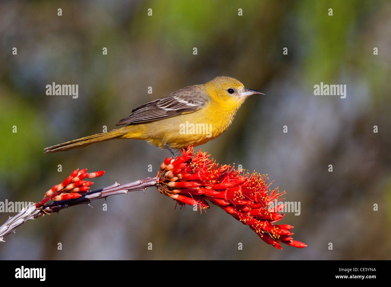 L'Oriole à capuchon Icterus cucullatus Amado, Arizona, United States 16 avril femelle adulte Icteridae Banque D'Images