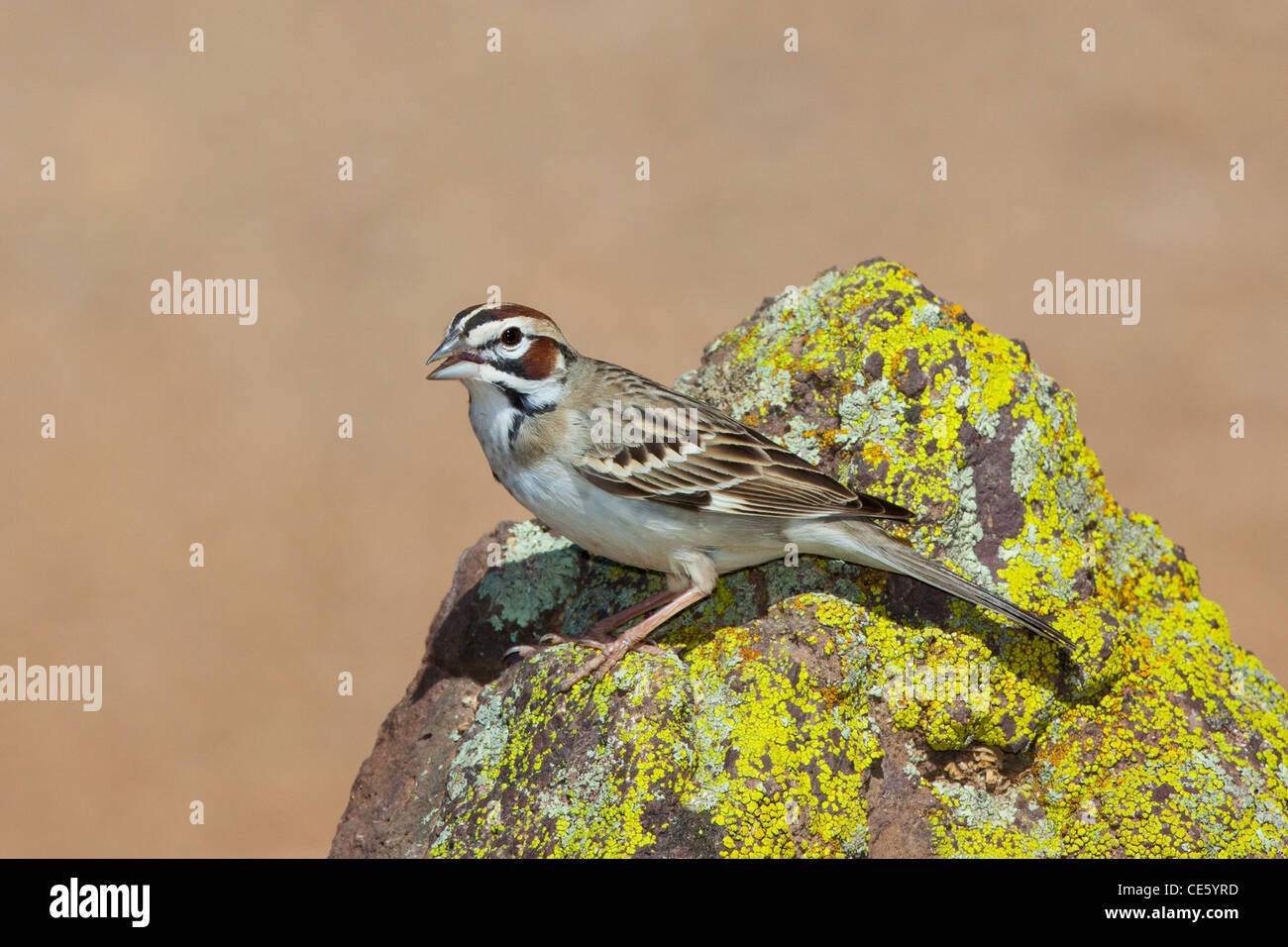 Lark Sparrow Chondestes grammacus Amado, dans le comté de Santa Cruz, Arizona, United States 16 avril des profils Emberizidae Banque D'Images