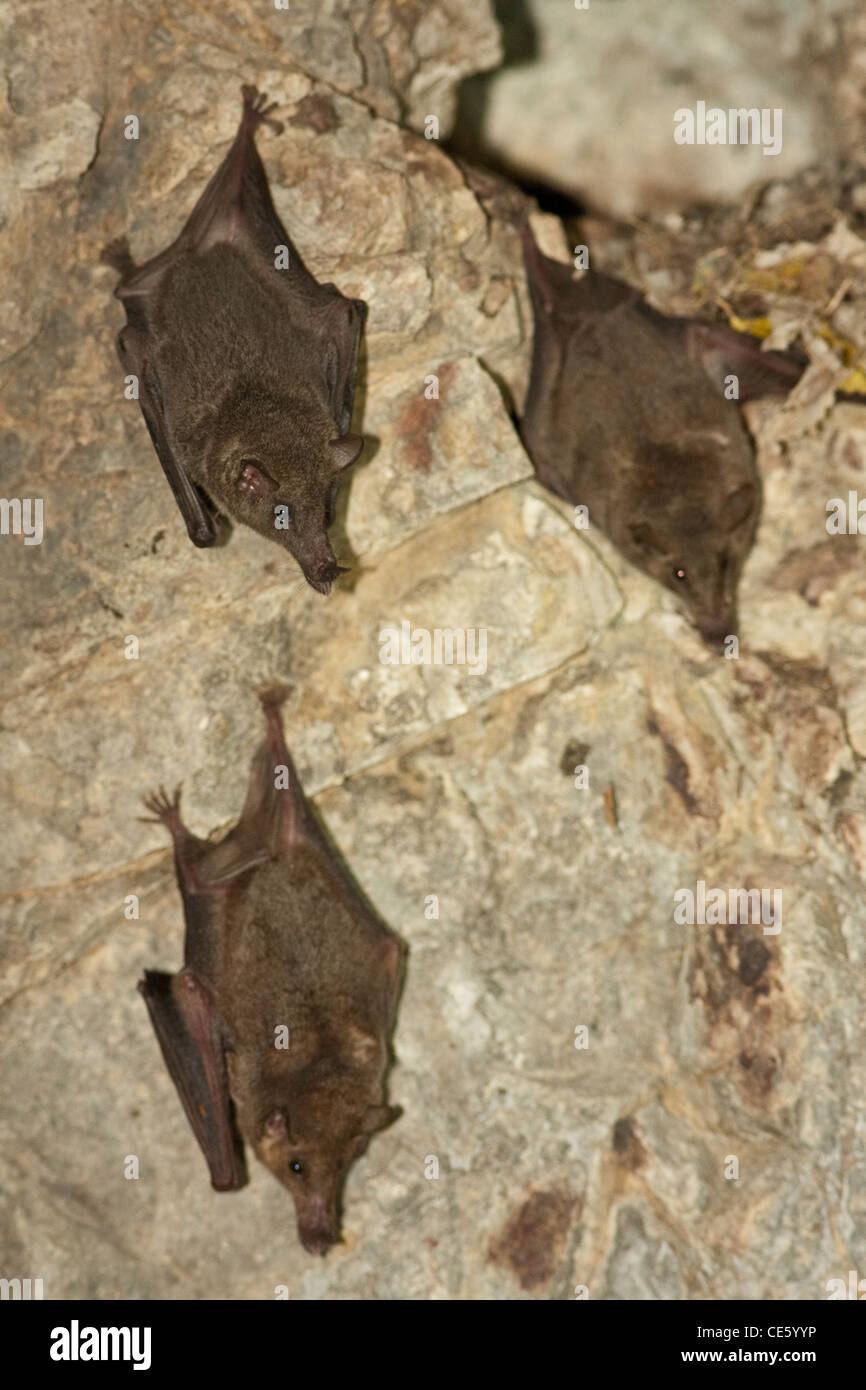 Proboscis Long mexicaine Bat Choeronycteris mexicana Amado, Arizona, United States 20 roositng adultes Juillet dans la grotte. Des phaethornithinae Banque D'Images