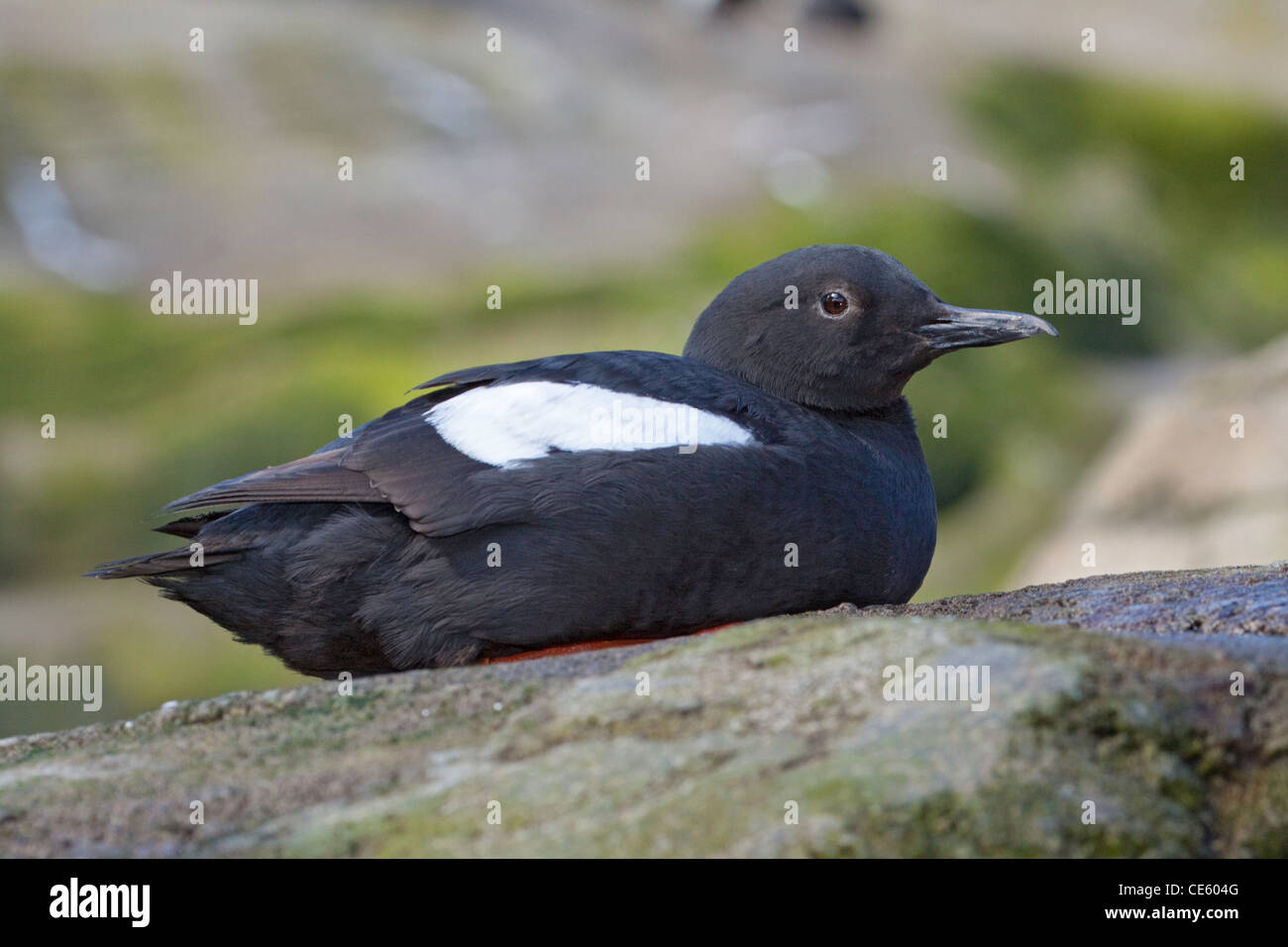 Guillemot colombin Cepphus columba Oregon Coast Aquarium, Newport, Oregon, United States 29 avril Adulte en plumage nuptial. Banque D'Images