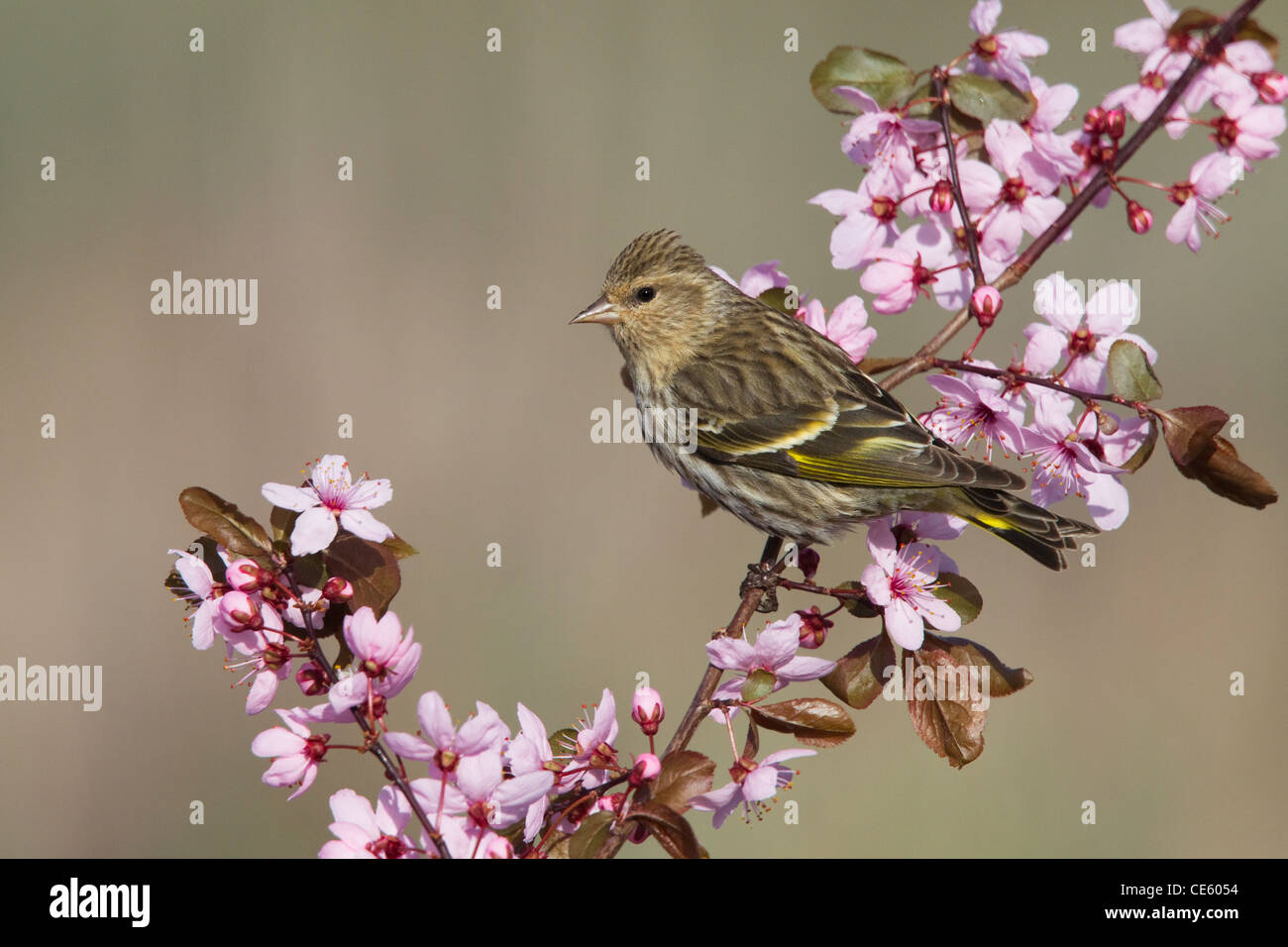 Tarin des pins Carduelis pinus Dorris, California, United States 10 mai Hot Fringillidae Banque D'Images