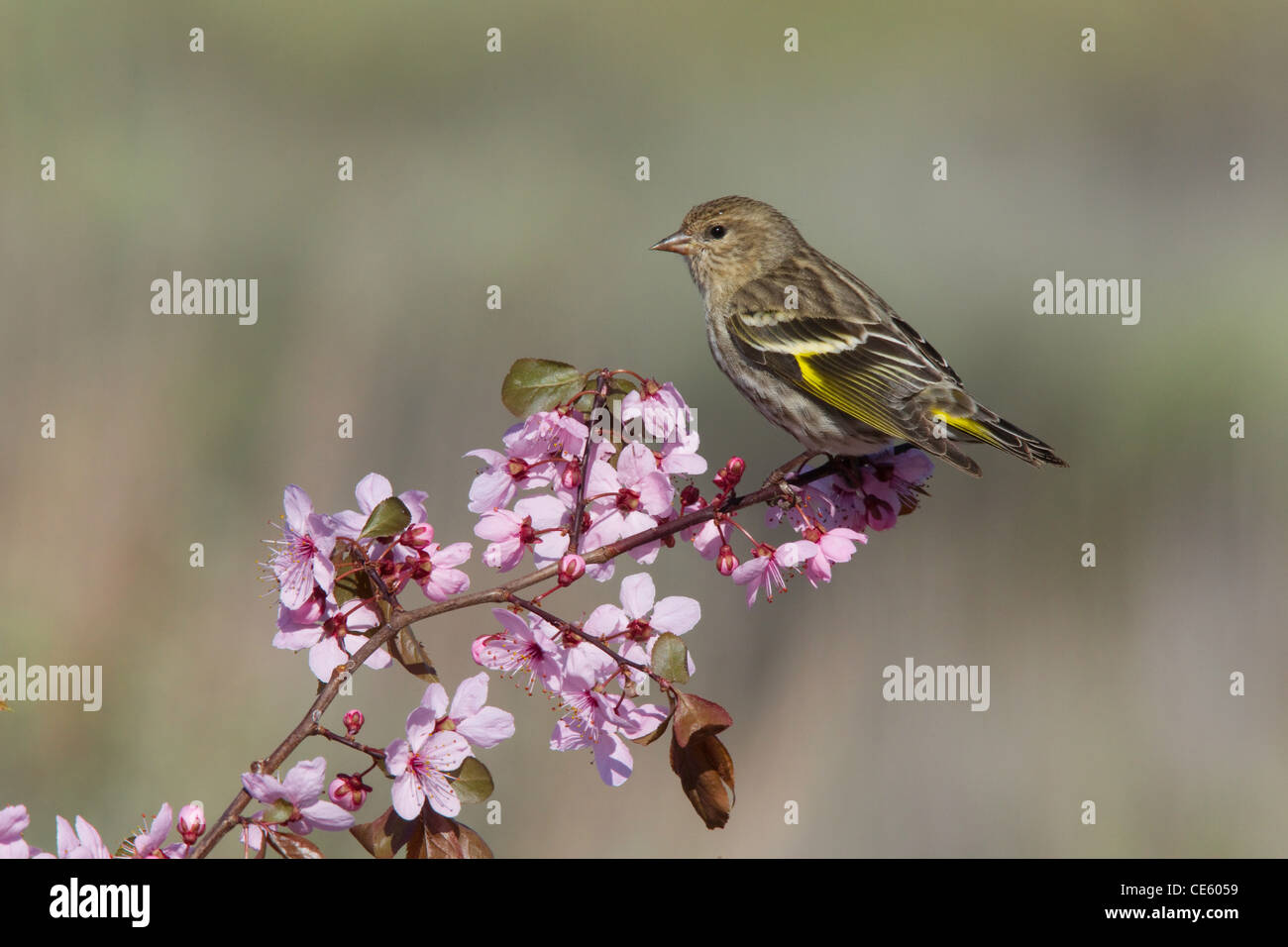 Tarin des pins Carduelis pinus Dorris, California, United States 10 mai Hot Fringillidae Banque D'Images