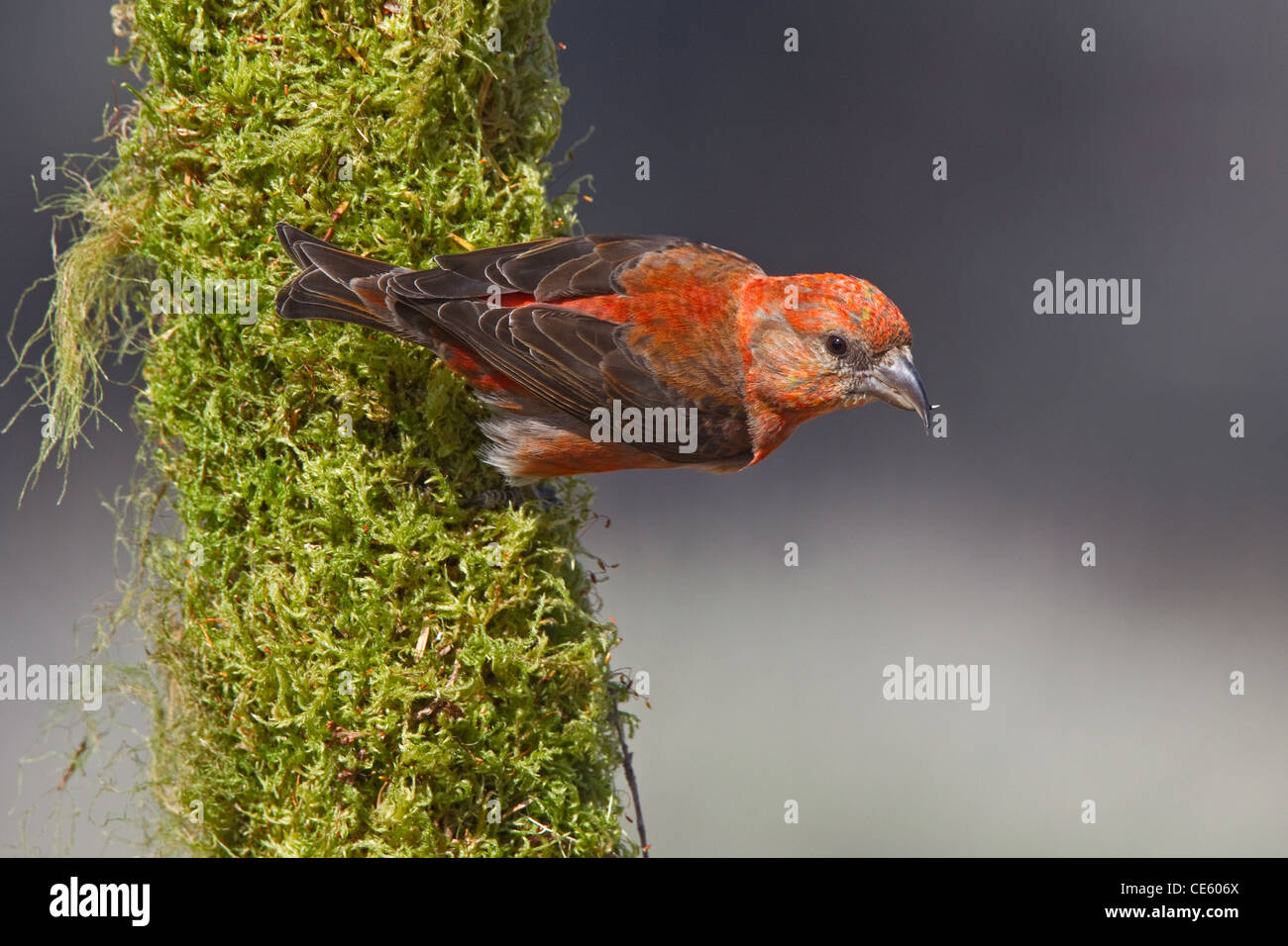 Le Bec-croisé des sapins Loxia curvirostra Cabin Lake, Oregon, United States 5 mâle adulte peut Fringillidae Banque D'Images