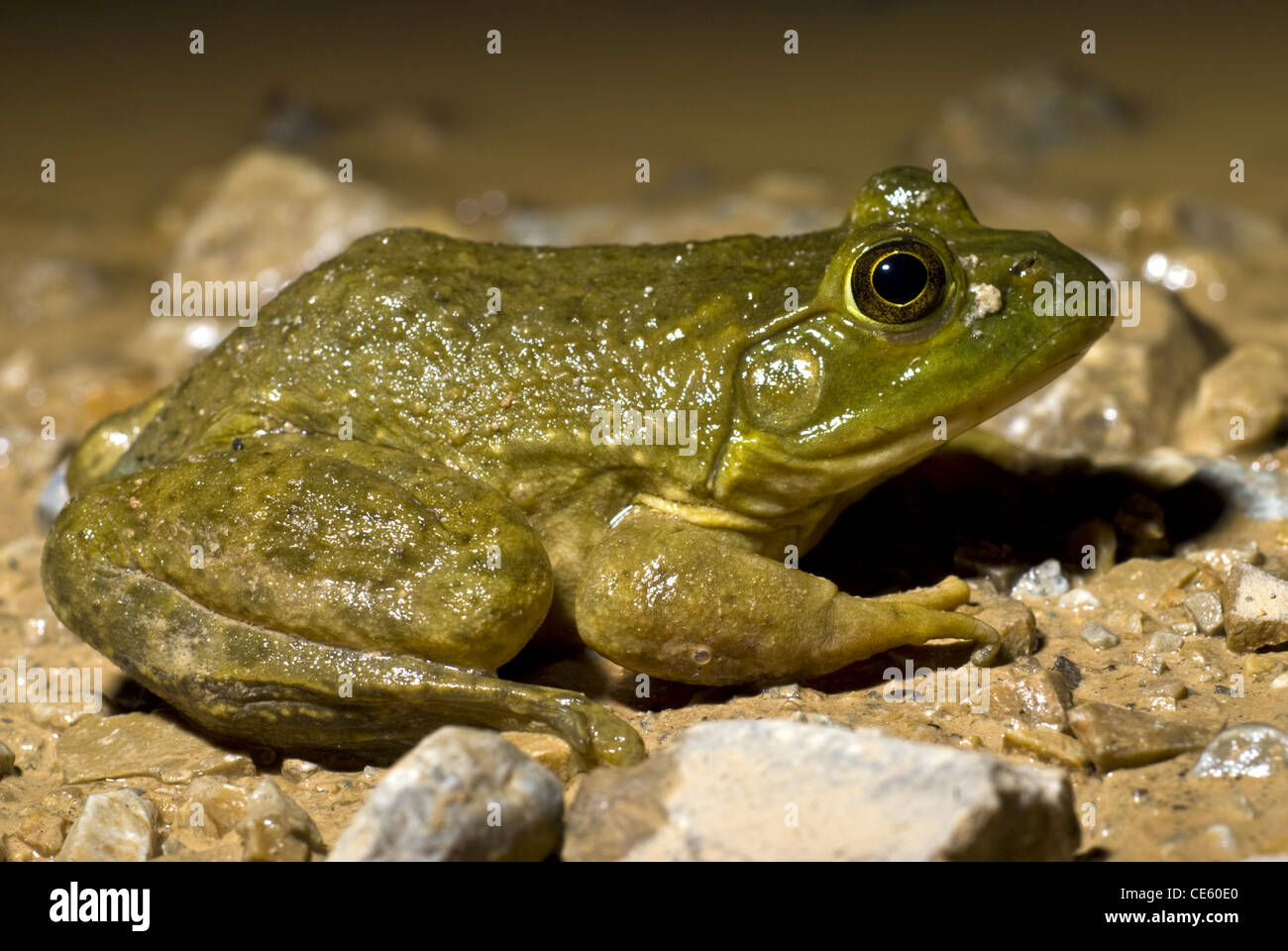 (Lithobates catesbeianus grenouille taureau,), LBJ, Prairies nationale Sage County, Texas, USA. Banque D'Images