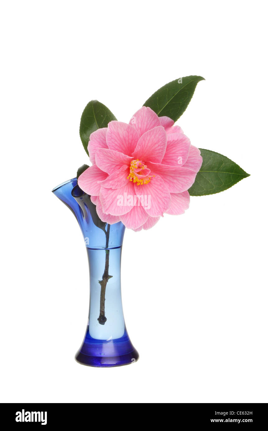 Fleur de camélia rose et de feuilles dans un vase de verre bleu blanc isolé contre Banque D'Images