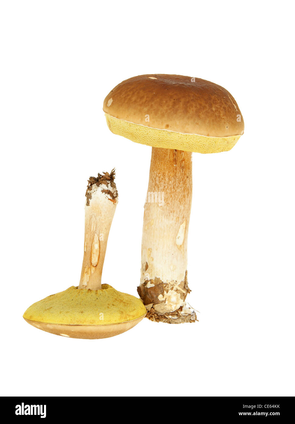 Big et Little mushroom sur fond blanc Banque D'Images