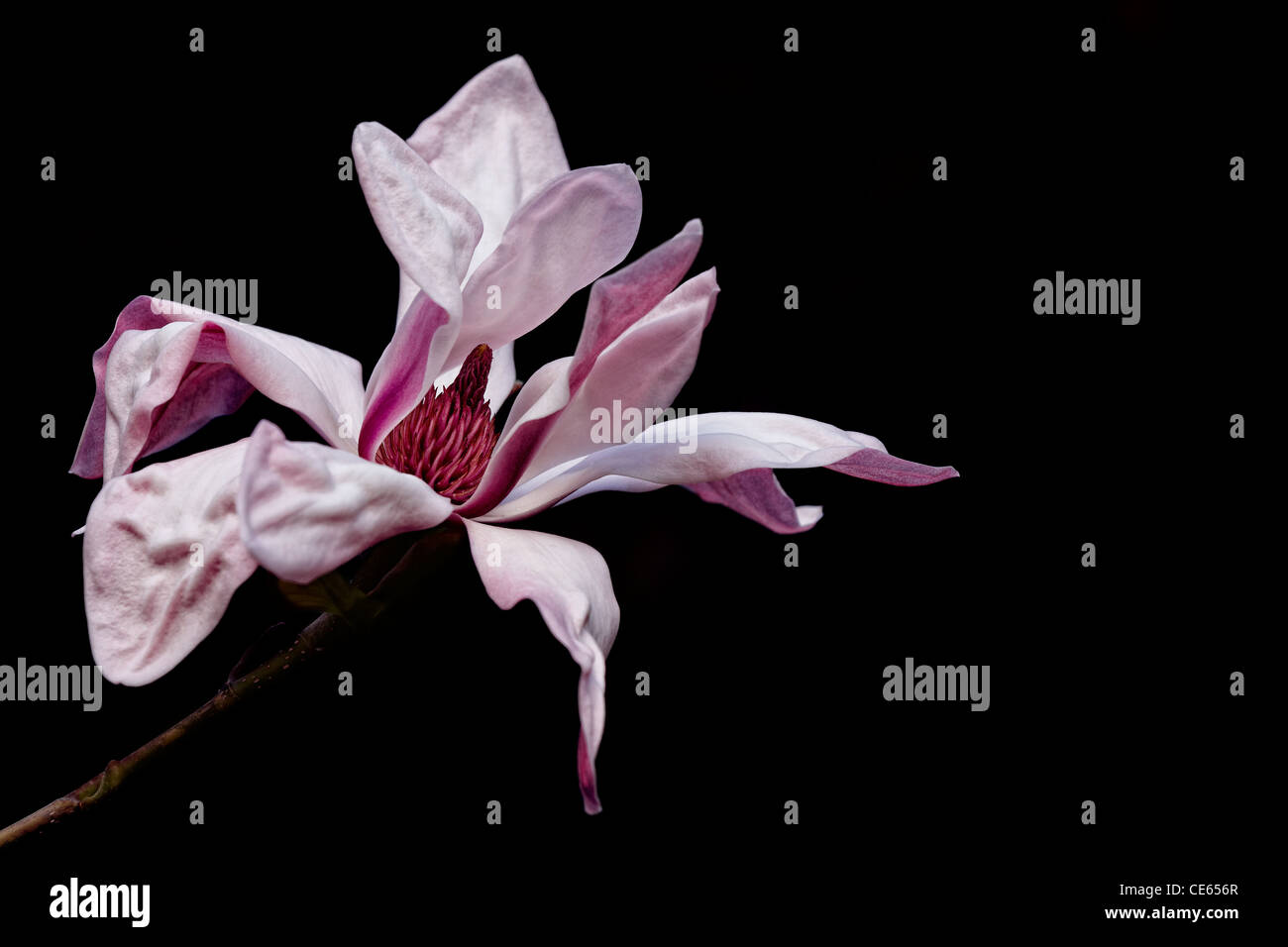 Magnolia fleurs déployant, tôt le matin Banque D'Images