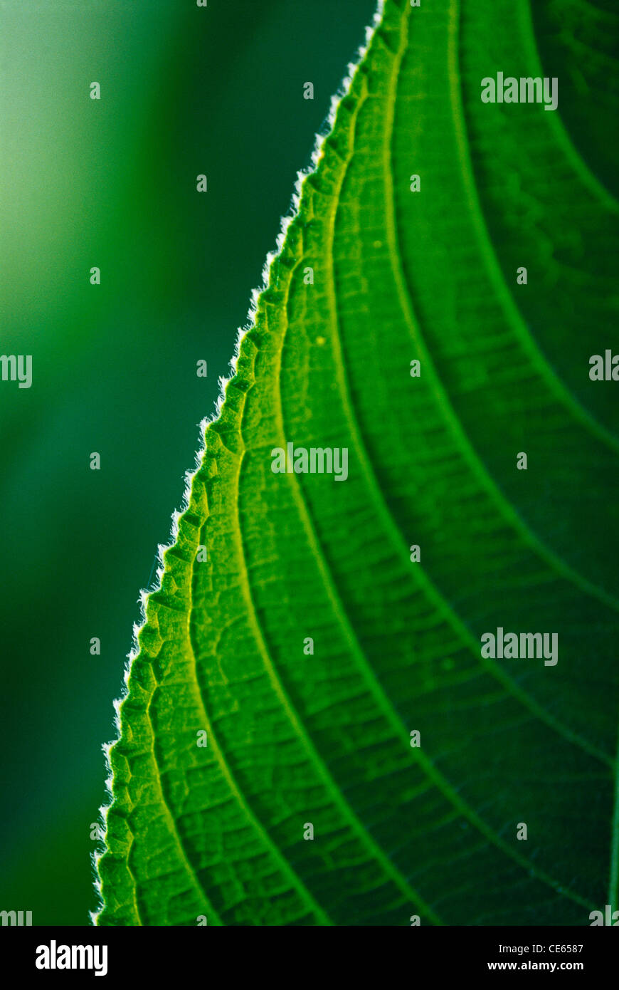 Motif de feuilles vert avec surbrillance blanche Banque D'Images