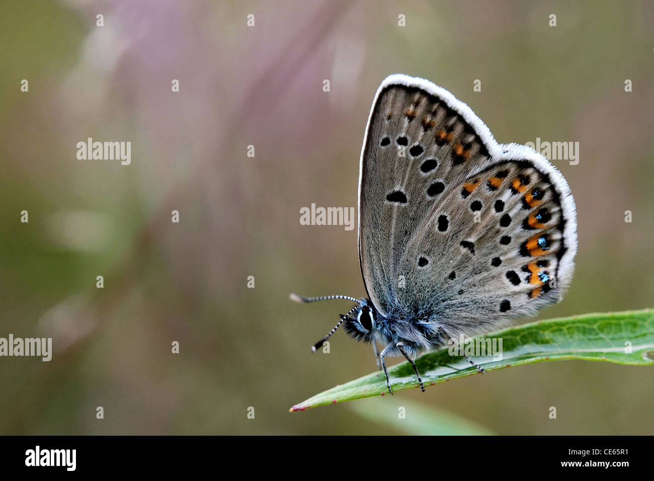 L'argent bleu étoilé (Plebejus argus) Banque D'Images