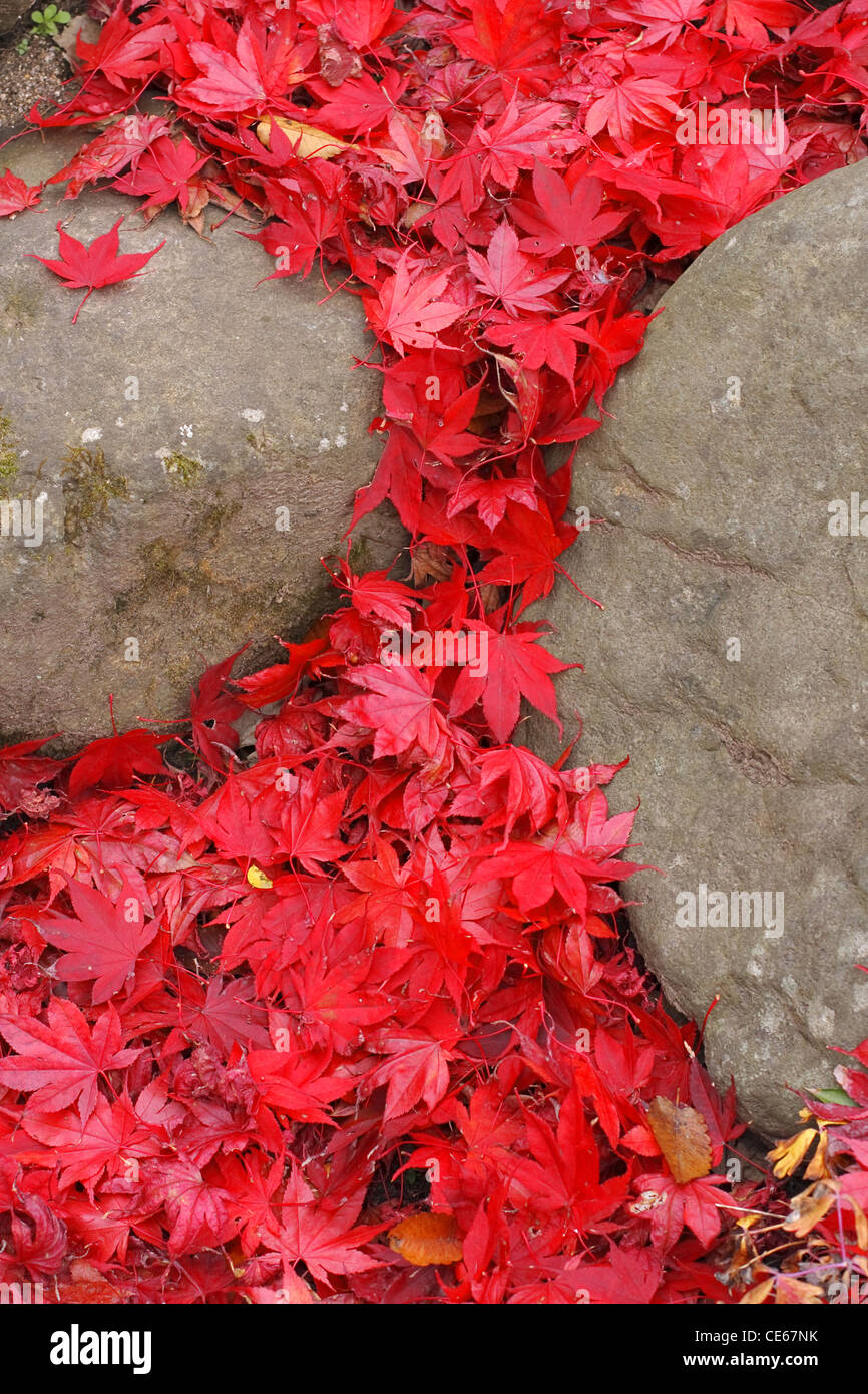 L'aspect impressionnant de l'automne avec des feuilles d'érable rouges heap et les roches qui suggère une sorte de petite cascade. Banque D'Images