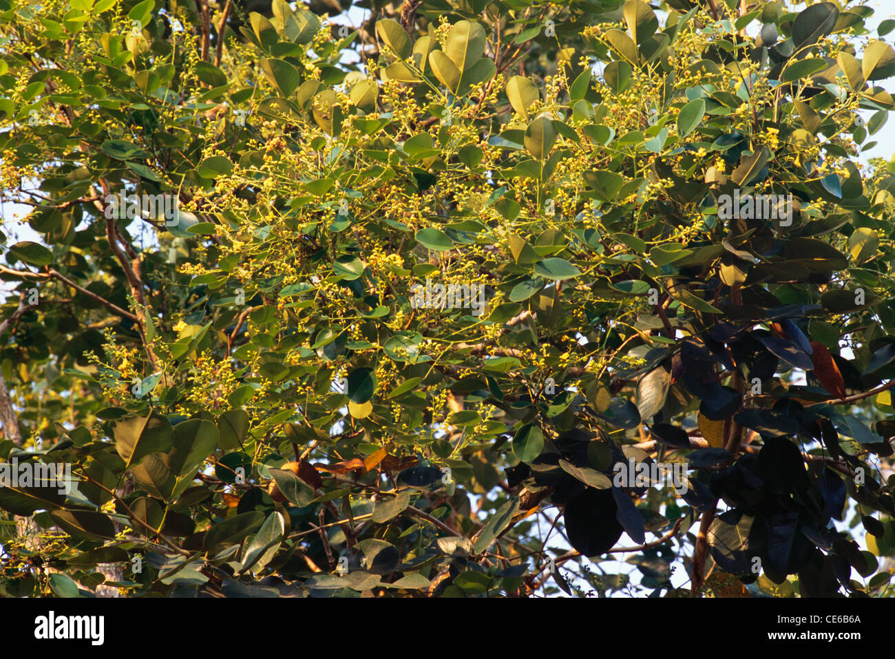 Bois de santal rouge, sable rouge, Saunderswood, saunders rouges, Rakt Chandan, fleurs d'arbre ; Trocarpus santalinus Legumincsae ; HAB ; Inde ; asie Banque D'Images