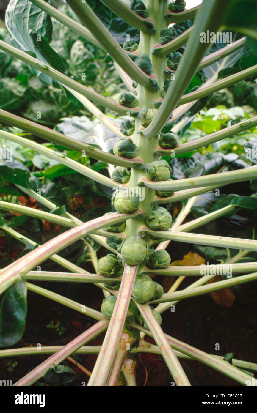 Arbre végétal de Bruxelles ; plante végétale de Bruxelles ; Inde ; asie Banque D'Images