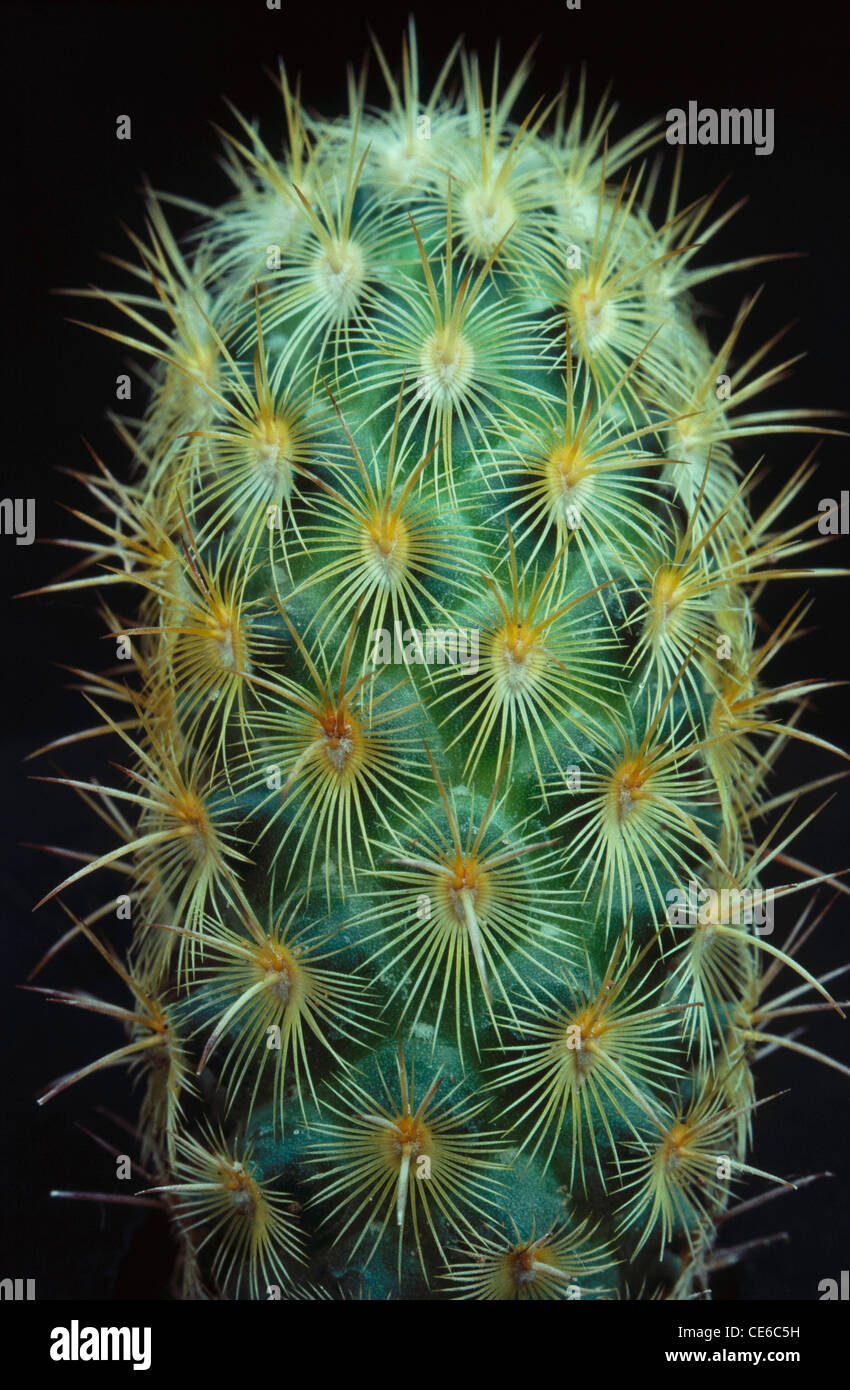 Épines de fleurs de cactus ; Banque D'Images