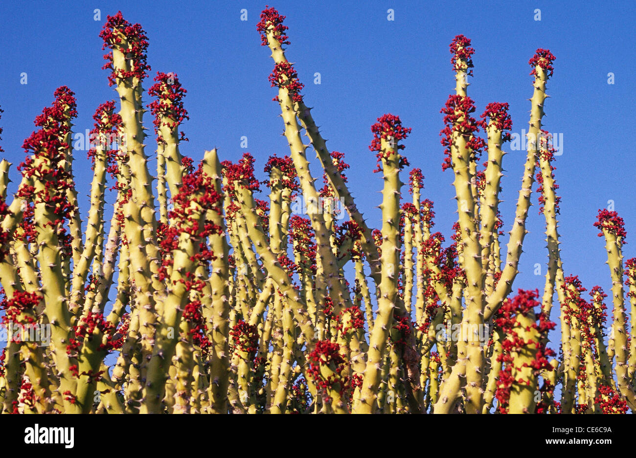 Cactus avec des fleurs rouges fleurs sauvages ; cactus chohtan ; Inde Rajasthan ; Banque D'Images