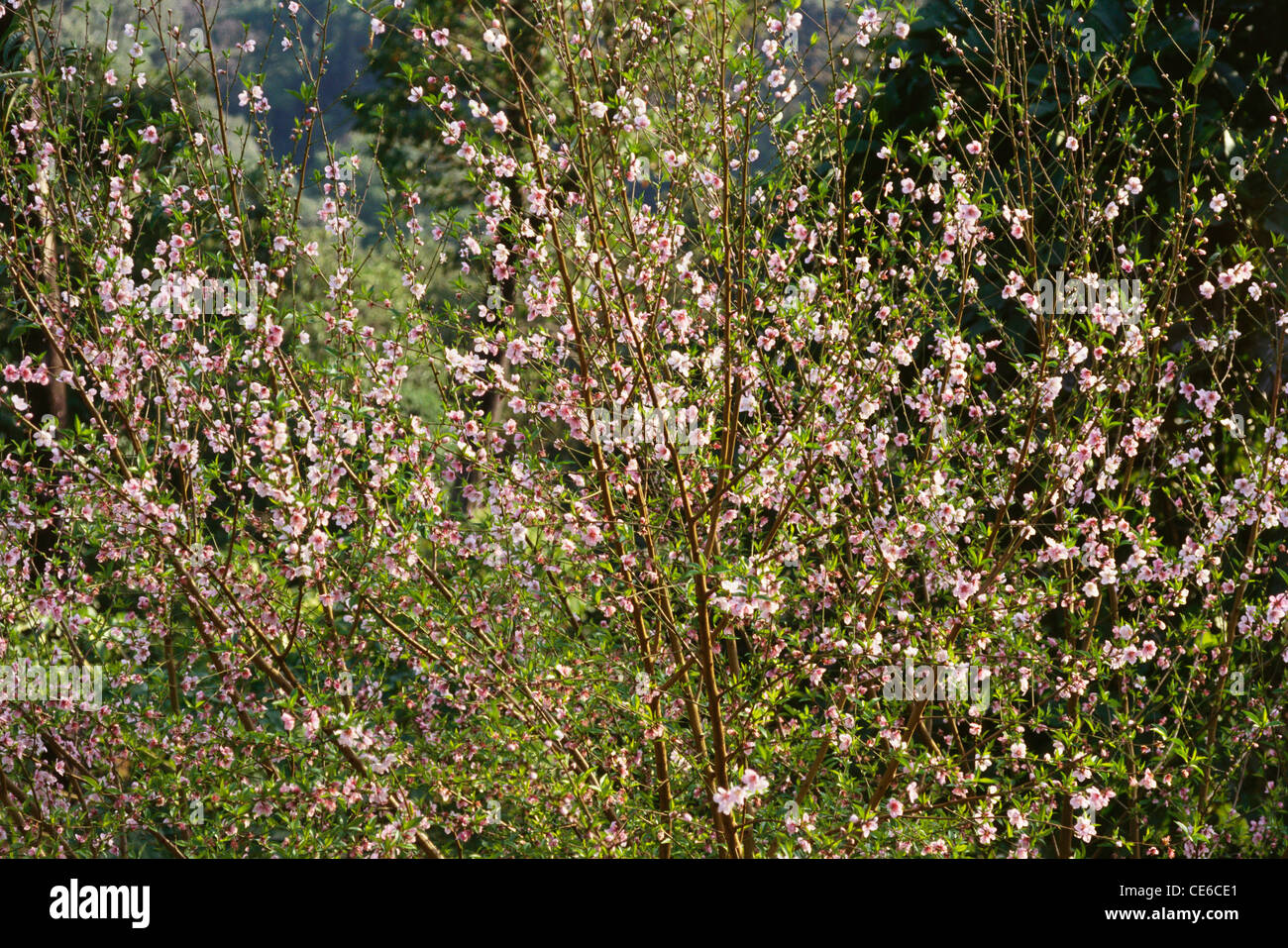 Fleur de cerisier fleurs plante arbre ; l'Arunachal Pradesh, Inde ; Banque D'Images