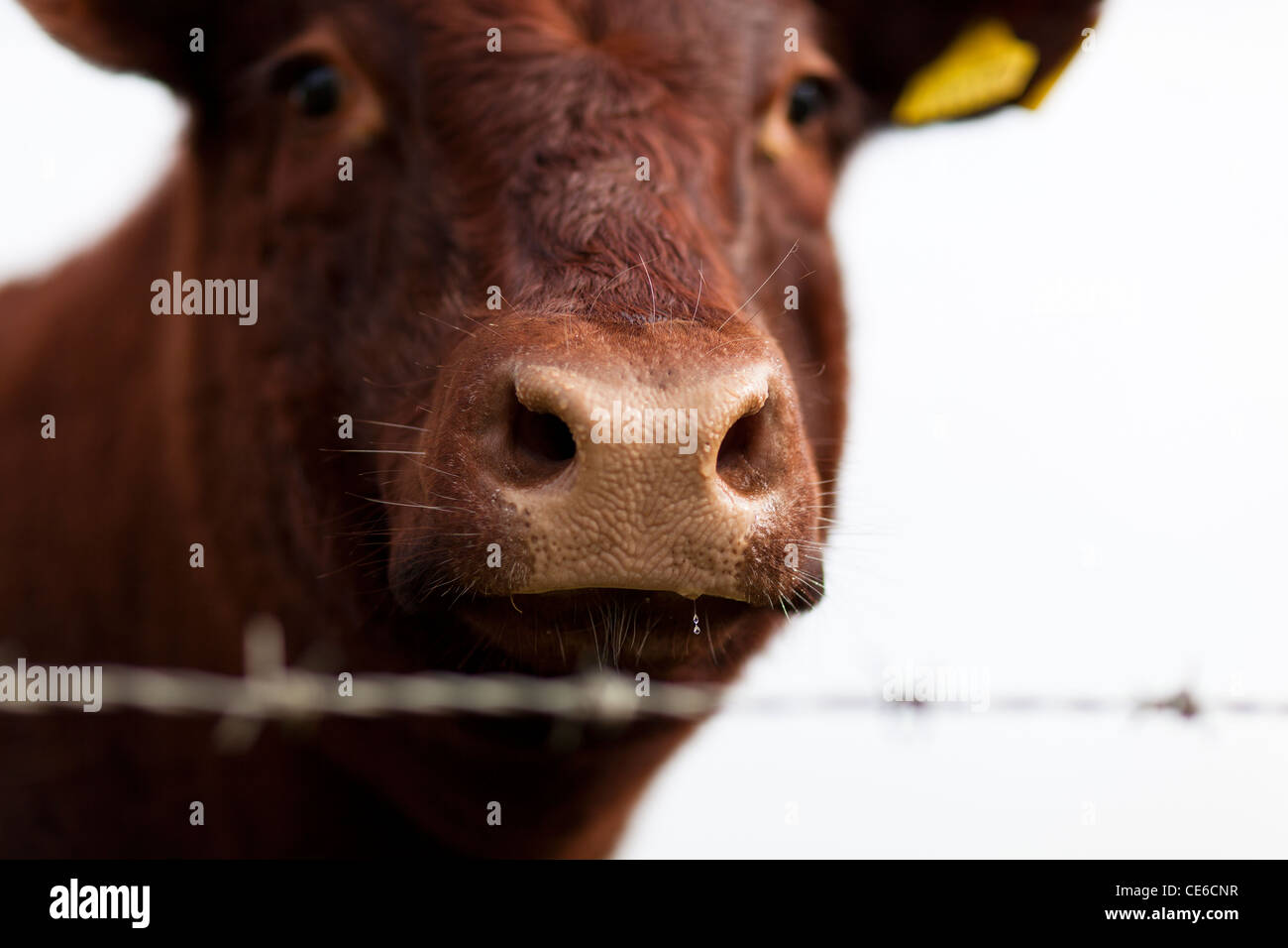 Gros plan de la bouche d'un rouge rubis Devon race de vache. Banque D'Images