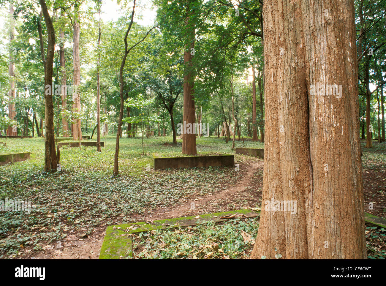 La parcelle Connolly en teck de plantation ; nilambur arbres plantés en 1846 Tectona grandis ; Inde ; Kerala Banque D'Images