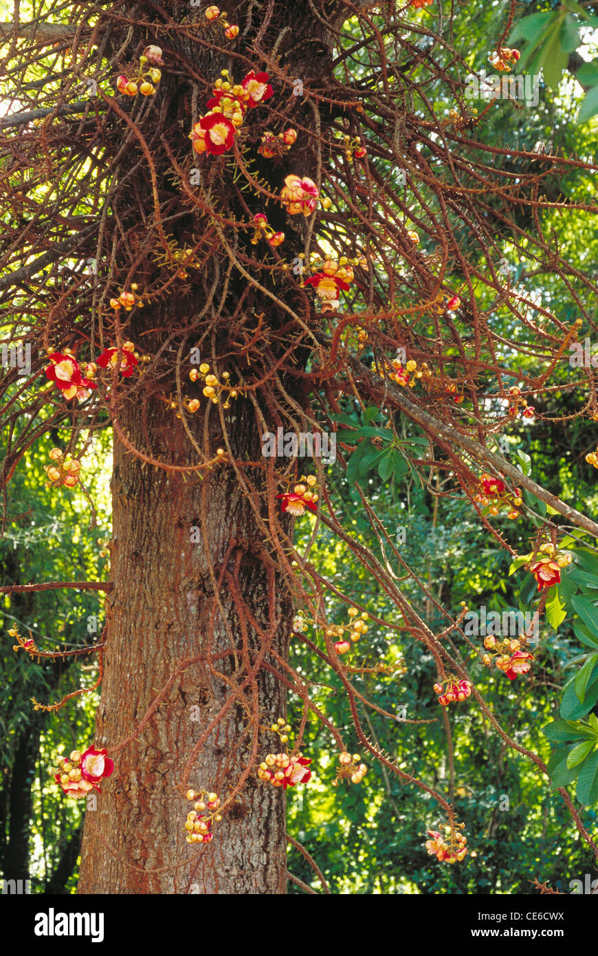 L'arbre Nagalinga Cannon Ball tree Couroupka guianensis Kerala Inde Banque D'Images