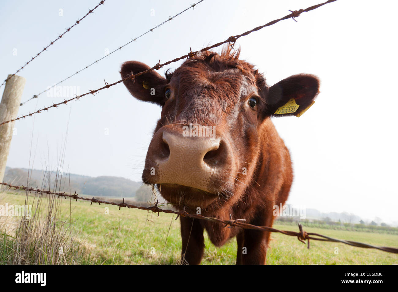 Gros plan de la tête d'un rubis rouge Devon race de vache. Banque D'Images