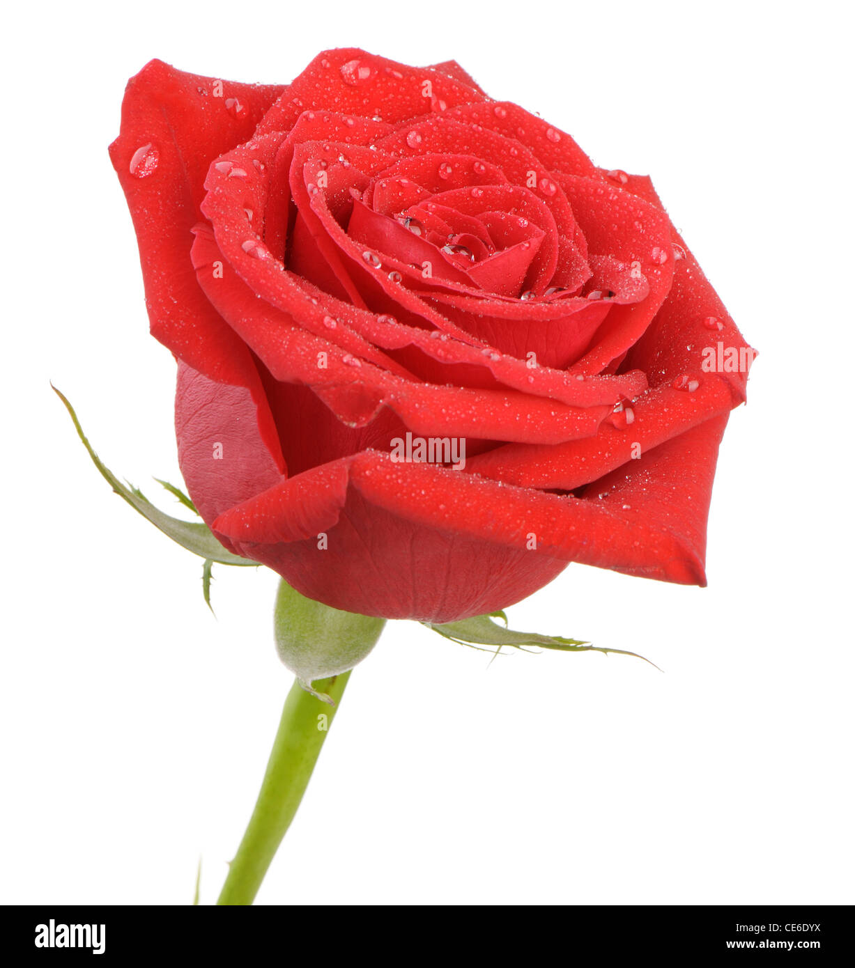 Rose rouge avec de l'eau gouttes il est isolé sur un fond blanc. Une photo close up Banque D'Images