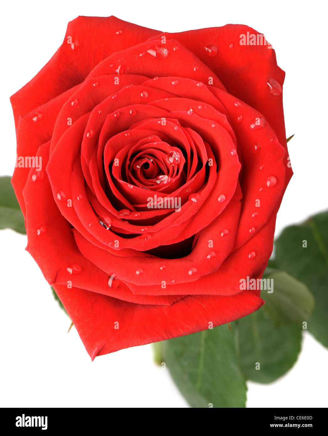 Rose rouge avec de l'eau gouttes il est isolé sur un fond blanc. Une photo close up Banque D'Images