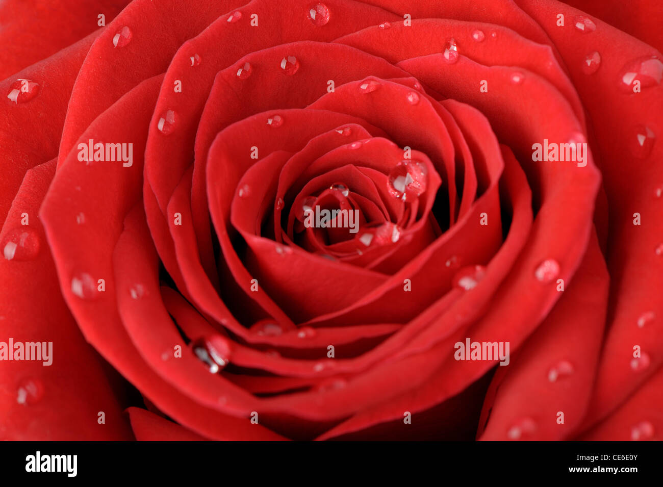 Rose rouge avec des gouttes d'eau. Une photo close up Banque D'Images