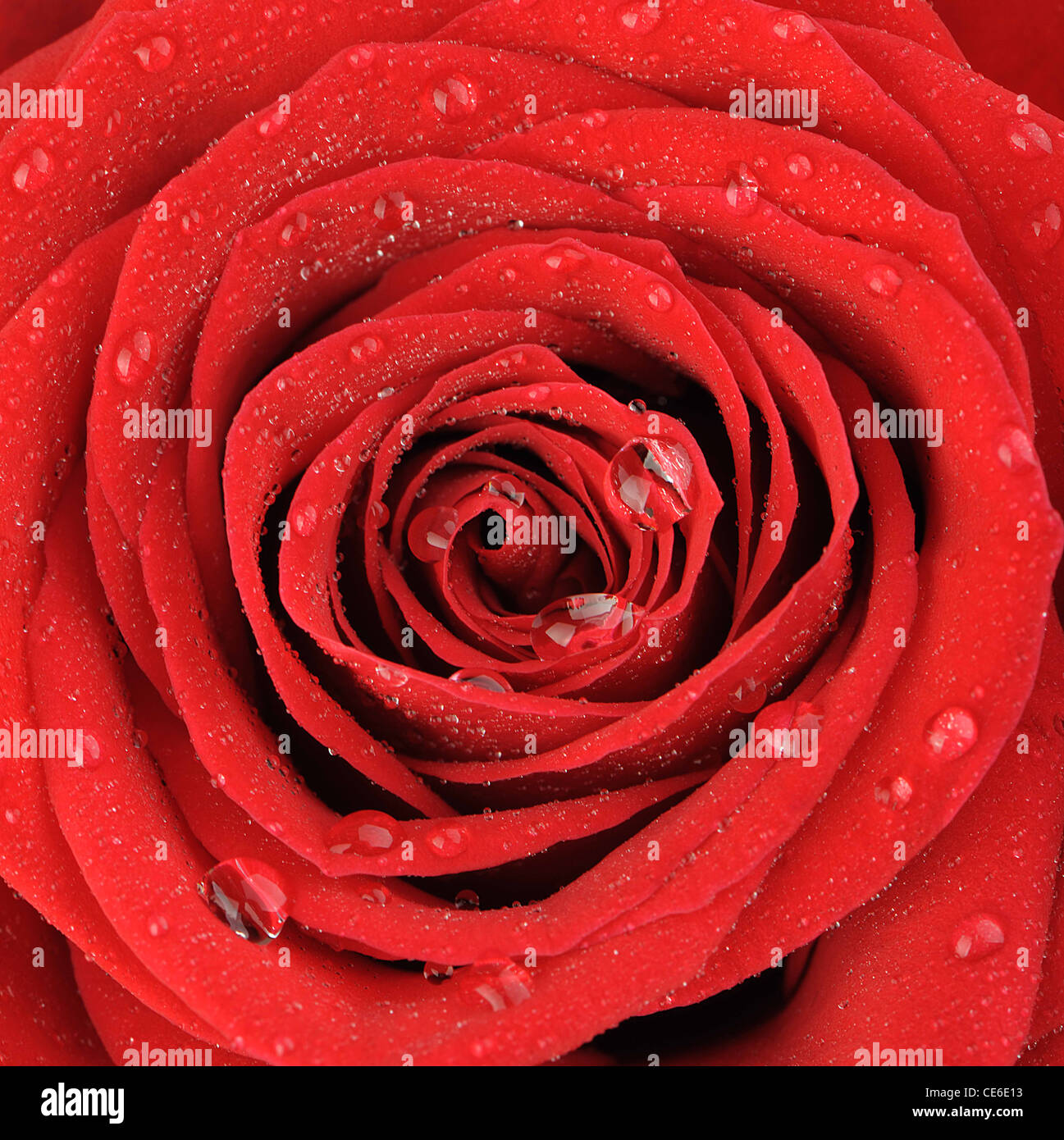 Rose rouge avec des gouttes d'eau. Une photo close up Banque D'Images