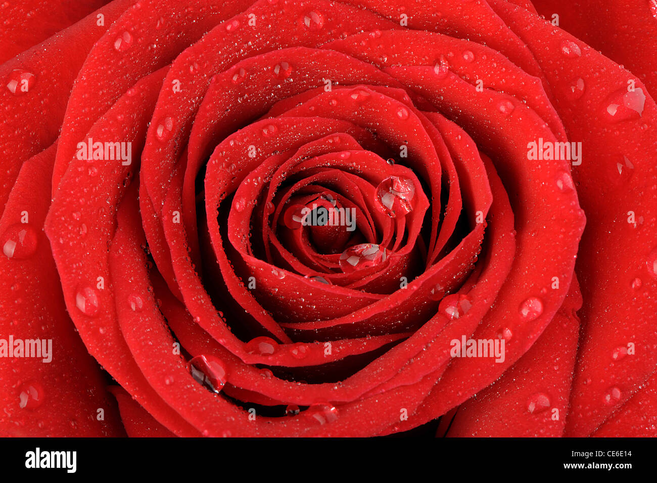 Rose rouge avec des gouttes d'eau. Une photo close up Banque D'Images