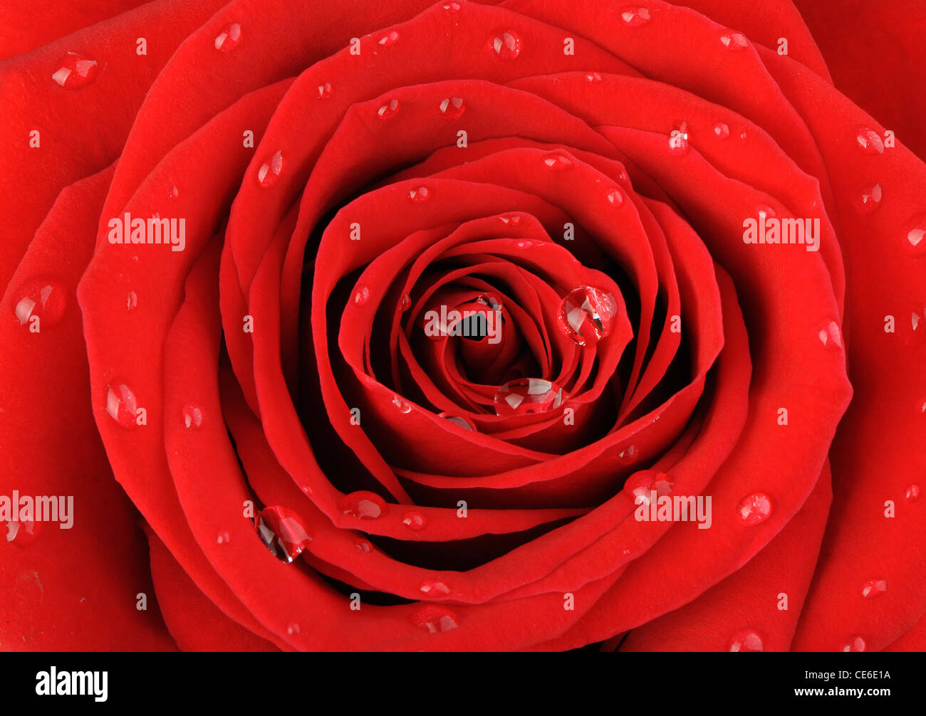 Rose rouge avec des gouttes d'eau. Une photo close up Banque D'Images