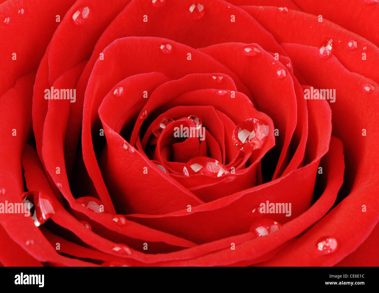 Rose rouge avec des gouttes d'eau. Une photo close up Banque D'Images