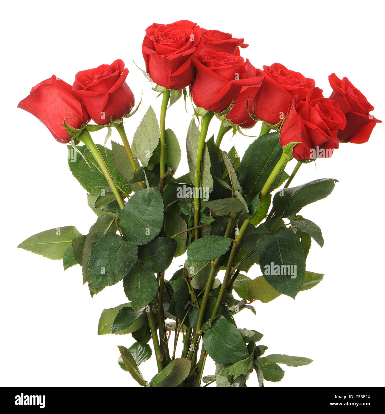 Bouquet de roses rouges. Il est isolé sur fond blanc Banque D'Images