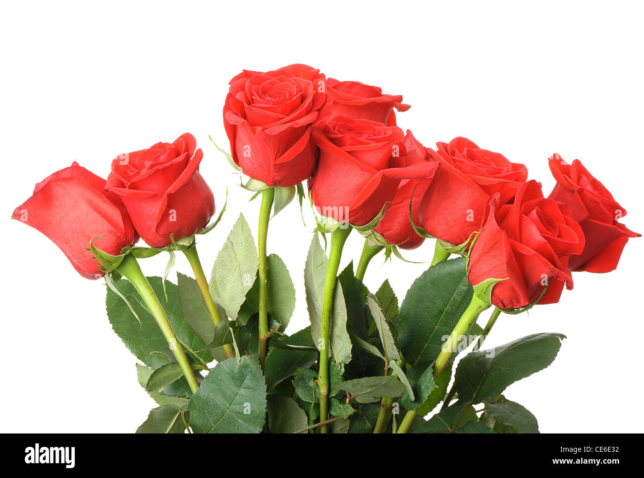 Bouquet de roses rouges. Il est isolé sur fond blanc Banque D'Images