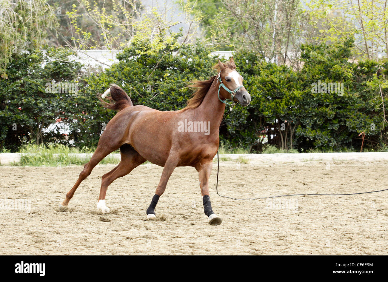 L'exercice de chevaux arabes Banque D'Images