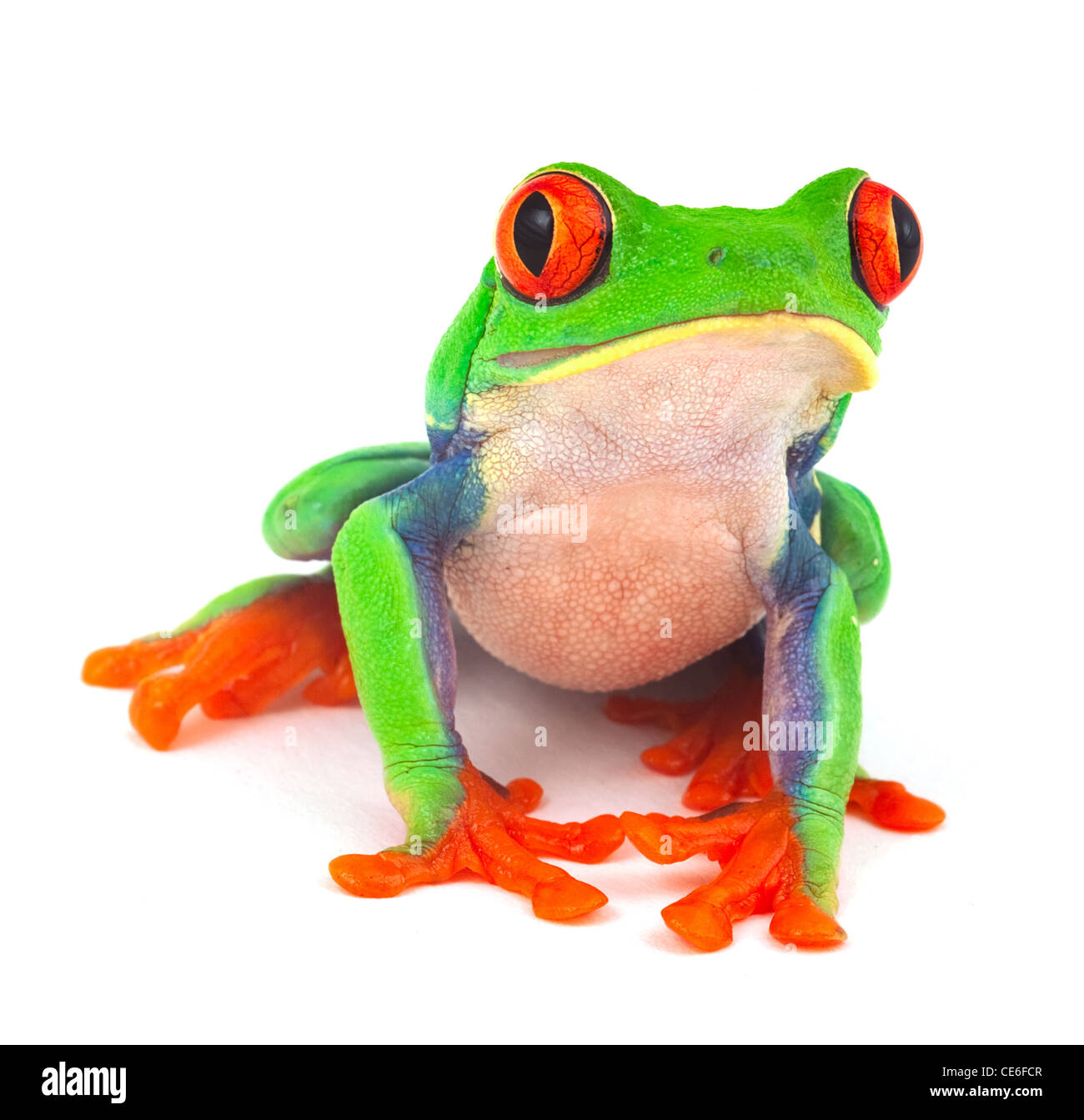 Les yeux rouges isolés macro rainette grenouille exotique animal curieux des couleurs vives lumineuses Banque D'Images